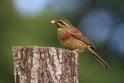 IMG_0204 Cirl Bunting.JPG